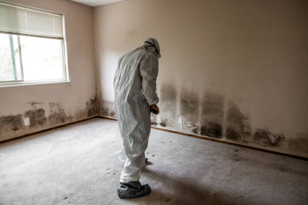 Trusted Central Falls, RI Mold Inspection, Removal & Remediation Experts